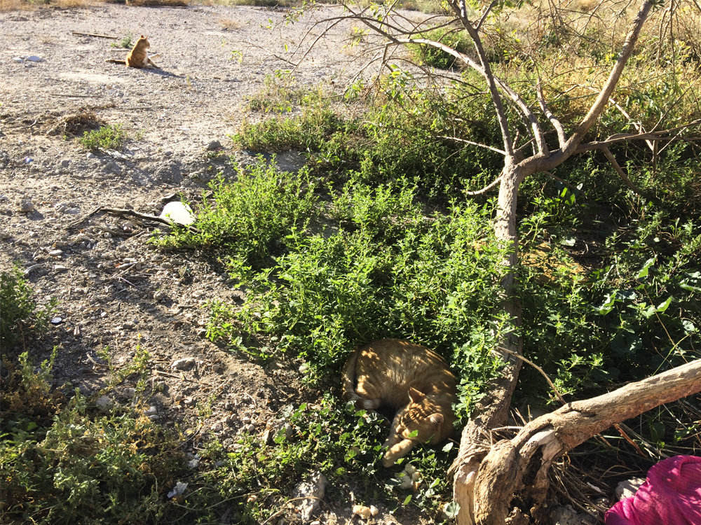 Varios de los felinos ubicados en la zona de La Ordana