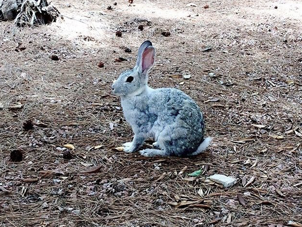 Uno de los conejos ubicado en la Casa del Reloj