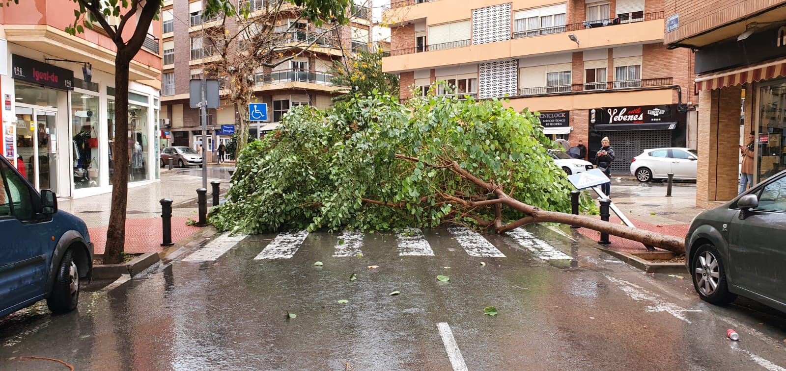 árbol caído en Avda. diagonal