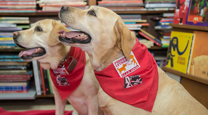 Perro de lectura