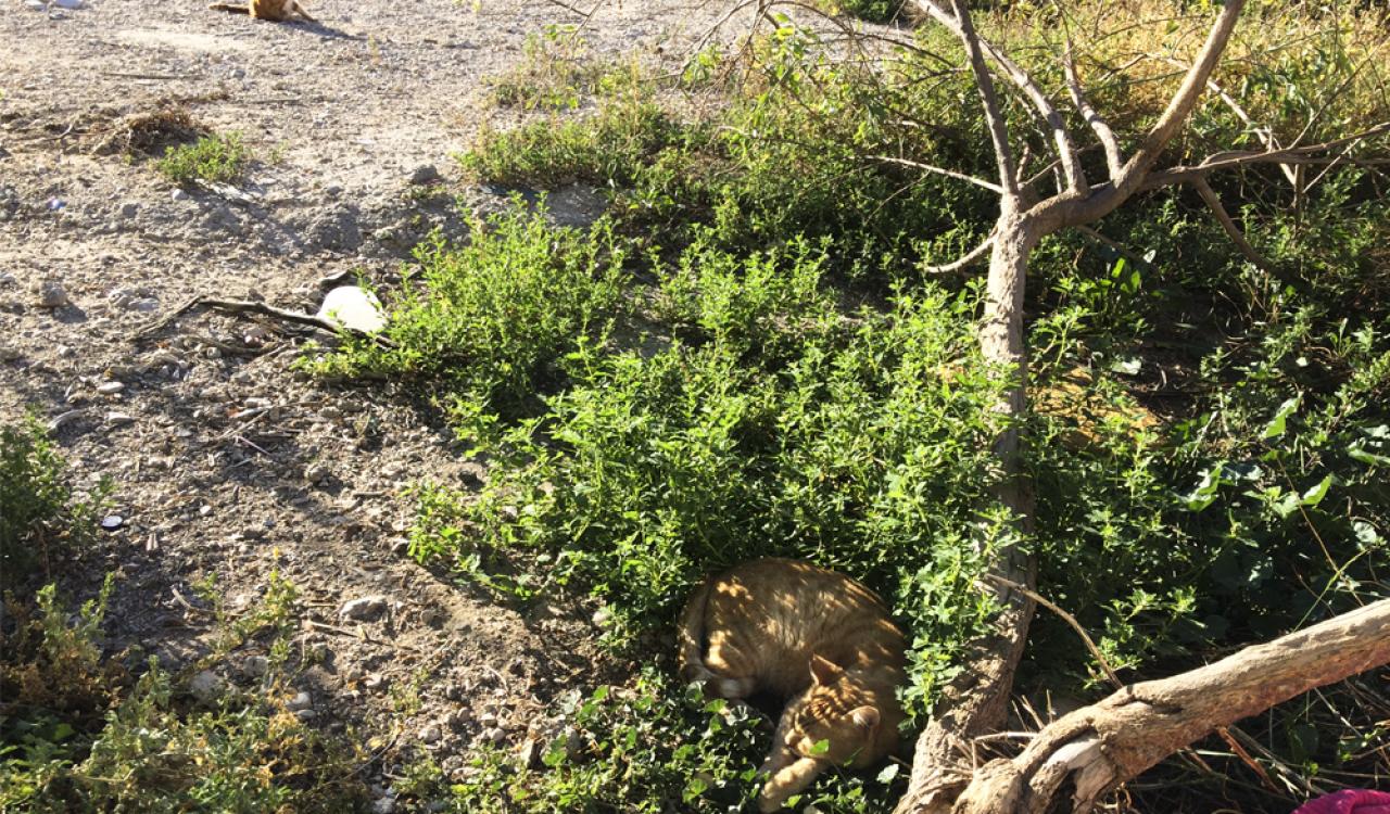 Varios de los felinos ubicados en la zona de La Ordana