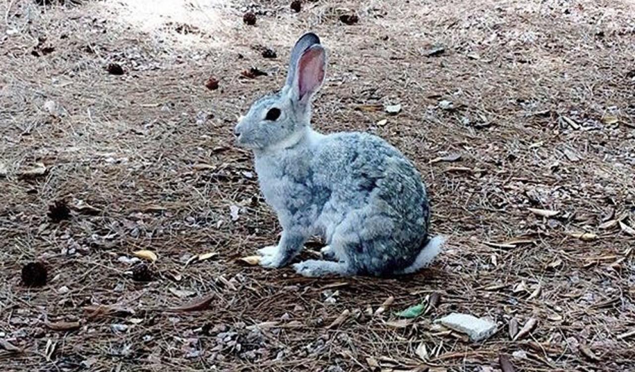 Uno de los conejos ubicado en la Casa del Reloj